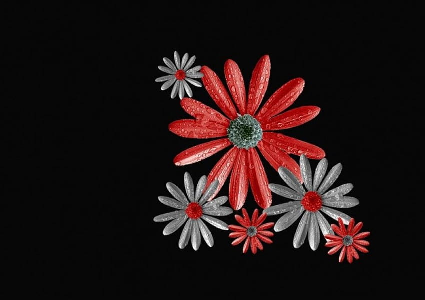 Red and Grey Daisies, grey, daisy, red HD wallpaper