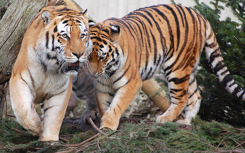 Mates, pair, forest, tigers, animals HD wallpaper