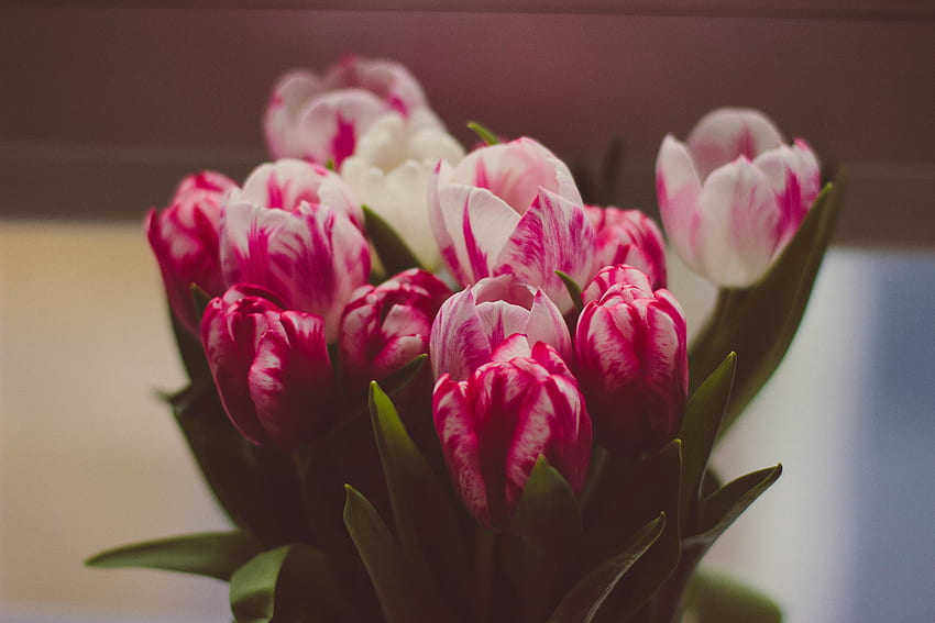 Bunga, Tulip, Buket, Kelembutan Wallpaper HD