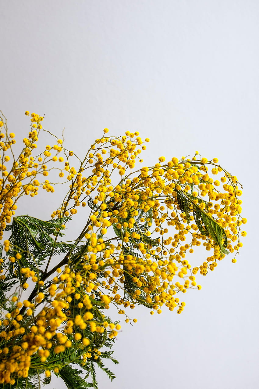 花, 植物, 枝, ミモザ HD電話の壁紙