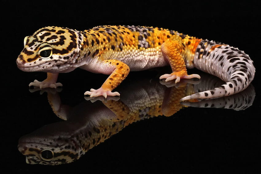 leopard gecko colors