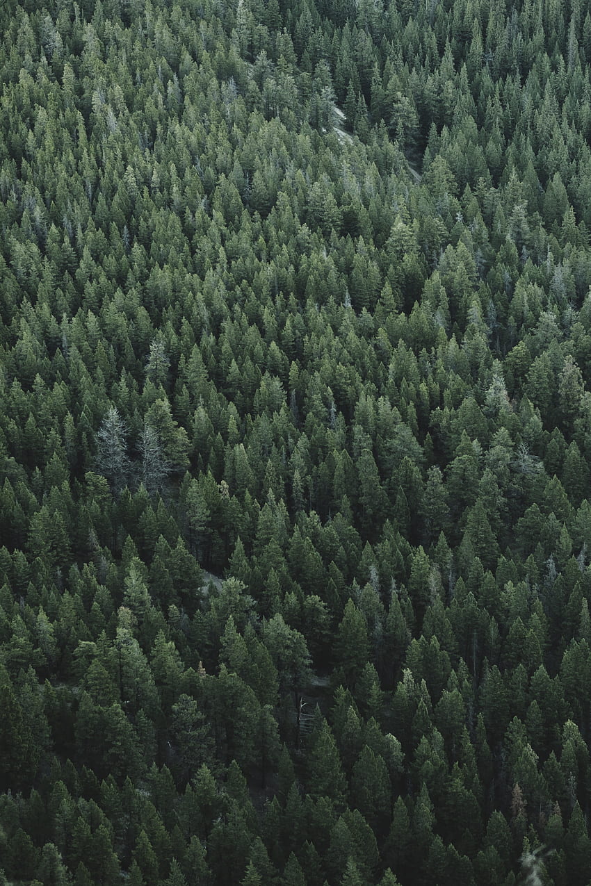 푸른 나무, 자연, 숲의 그늘 HD 전화 배경 화면