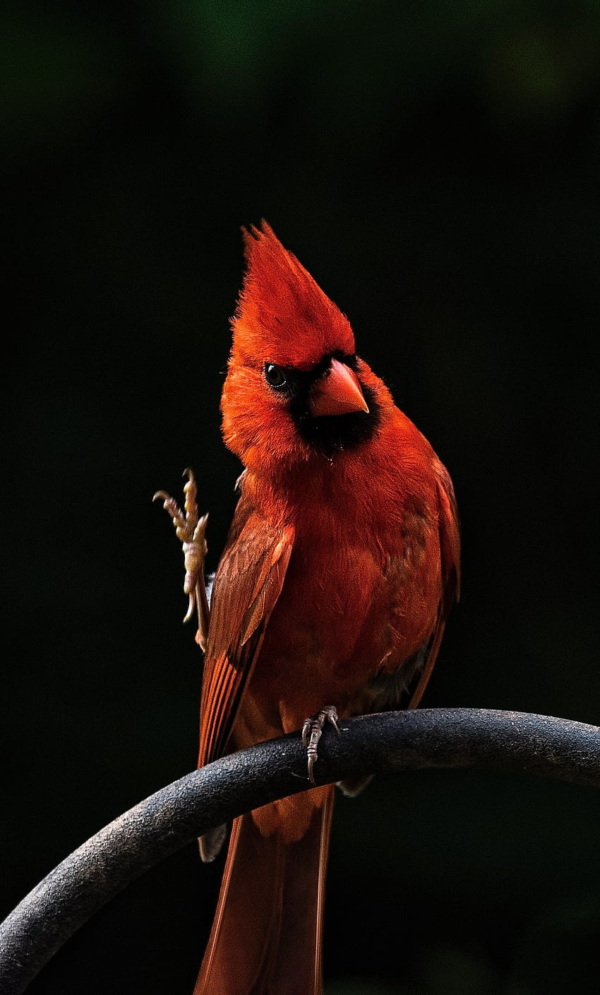 Cardinals Galaxy, baseball, red bird, HD phone wallpaper