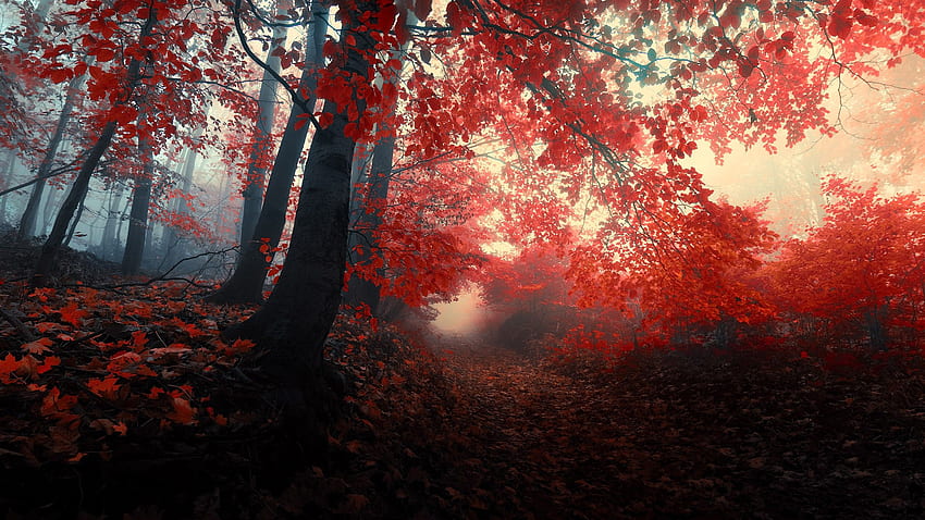 Forest, path, mist, red leaf, nautre, Celtic Forest HD wallpaper | Pxfuel