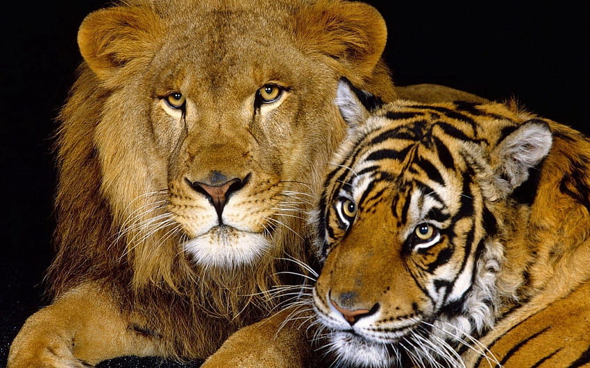 Animals, Lion, Tiger, Big Cats, Family Of Felines, Cat Family HD wallpaper  | Pxfuel