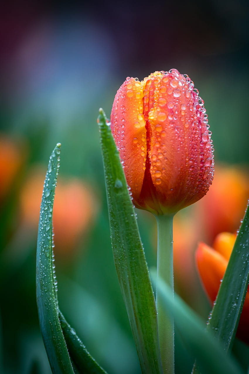 Tulips, Orange Tulips HD phone wallpaper
