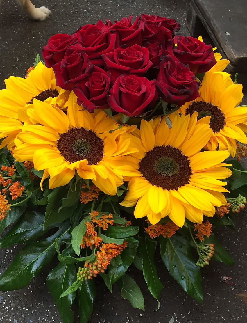 บลูเมนแวร์คชตัทท์ คาร์ลสปลาทซ์ ดุสเซลดอร์ฟ ดอกทานตะวัน ดอกไม้ ดอกทานตะวัน และดอกกุหลาบ วอลล์เปเปอร์โทรศัพท์ HD