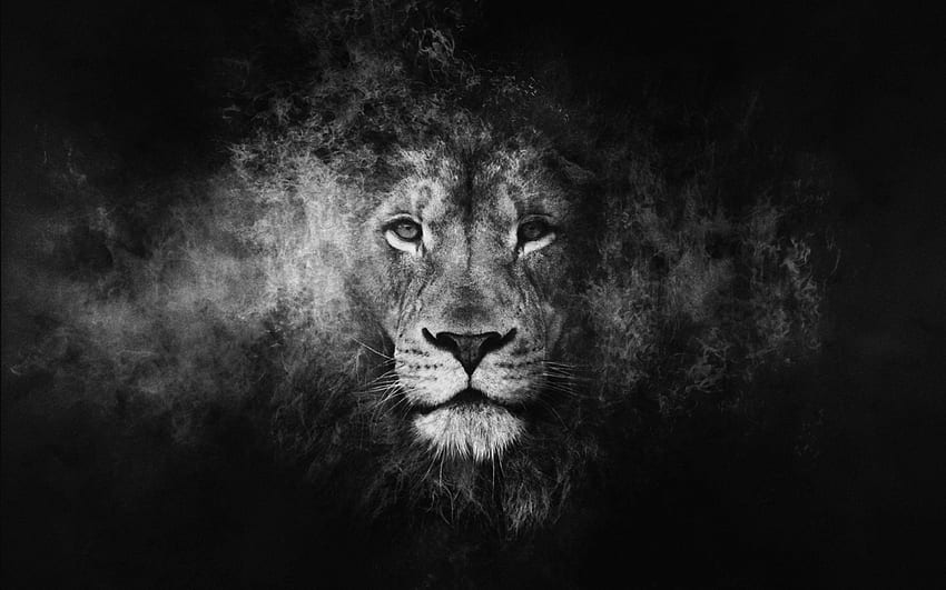 Lion Black And White, Lioness Black and White HD wallpaper