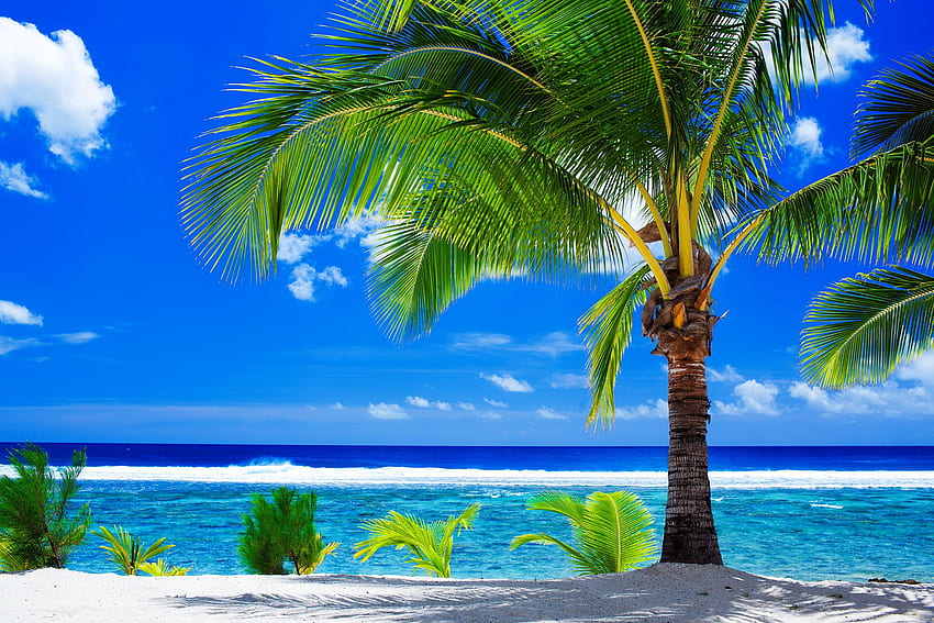 Tropikalna plaża, błękit, palmy, morze, cień, tropiki, raj, piękny, wakacje, plaża, lato, odpoczynek, fale, bryza, piaski, niebo, ocean, relaks Tapeta HD