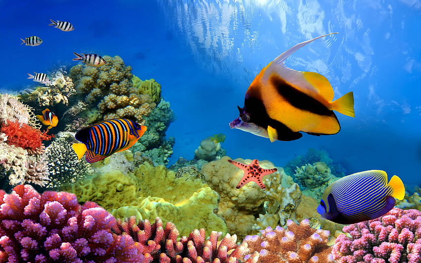 Biopesquisa da Grande Barreira de Coral Vida sob o oceano papel de parede HD