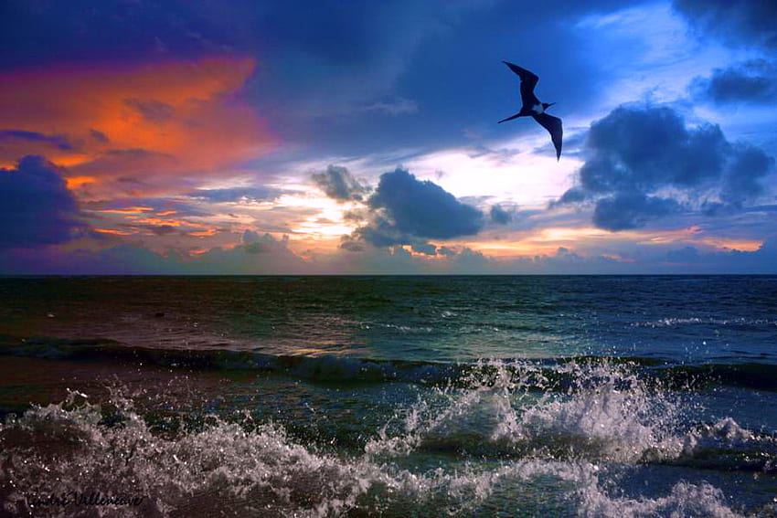 Surf and sky, waves, orange sky, bird, clouds, flight, sky, evening ...