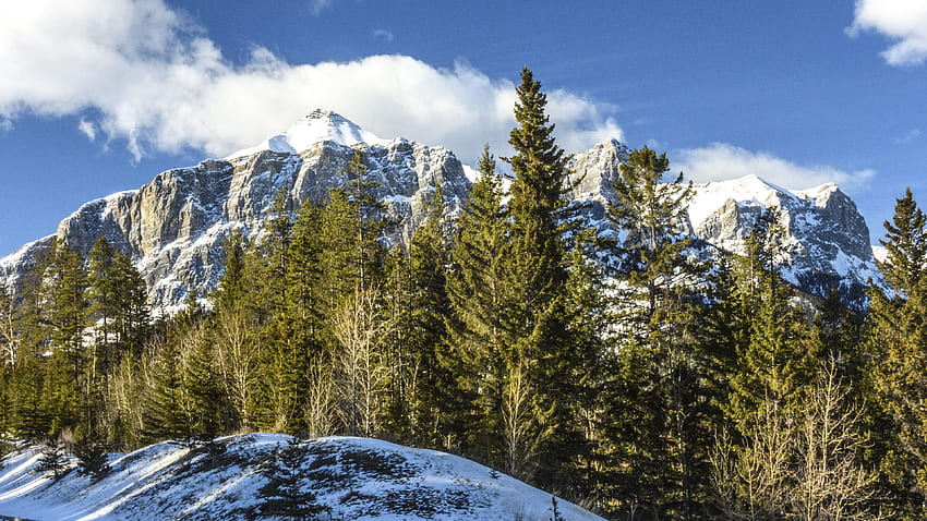 Green Spruce Trees Forest Snow Capped Rock Mountains In White Clouds Blue Sky Background Nature HD wallpaper