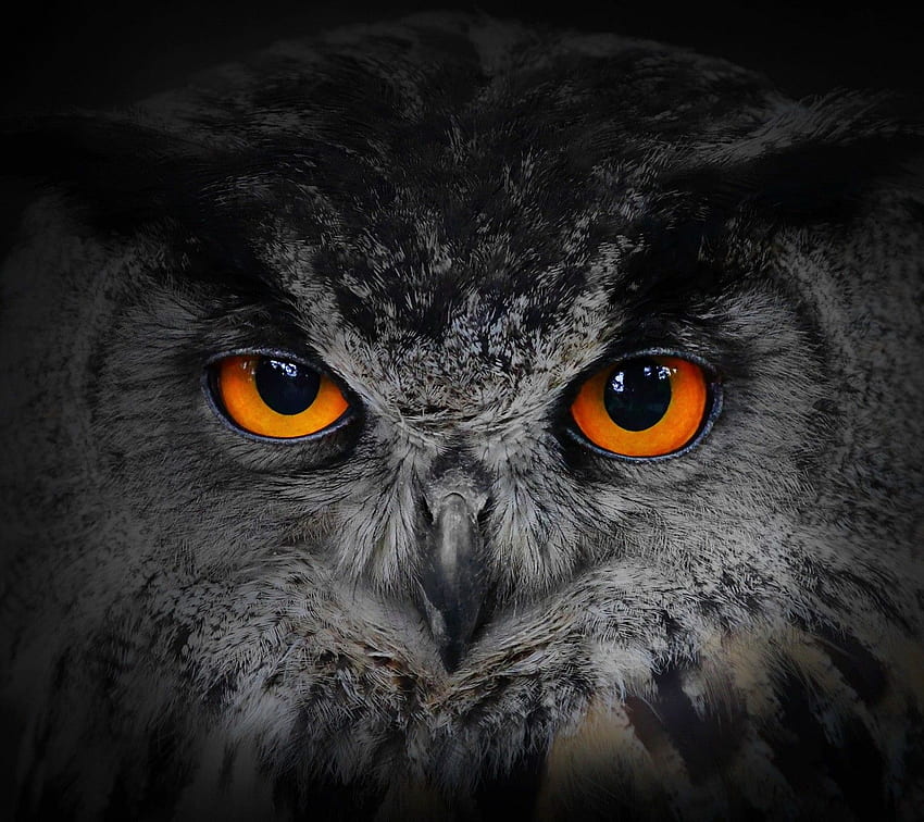 Owls by Brenda S. Owl eyes, Owl, Halloween wall decor, Evil Owl HD wallpaper