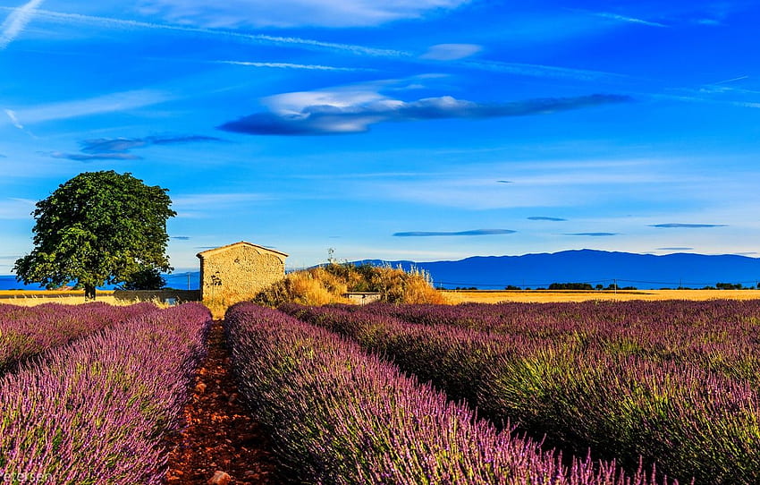 field, tree, France, house, lavender, Provence, Provence for , section пейзажи HD wallpaper