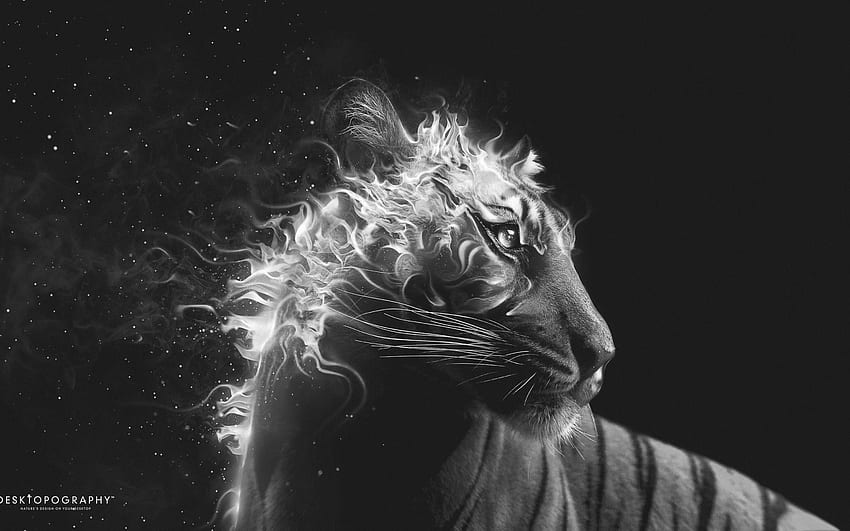Tiger Head On Fire Black Background Animal Fantasy for HD wallpaper