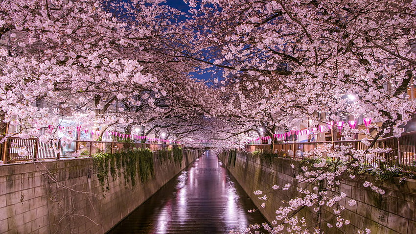 Kapan dan di mana melihat bunga sakura di Tokyo pada tahun 2020. Panduan Resmi Perjalanan Tokyo, GO TOKYO, Tokyo Sakura Wallpaper HD