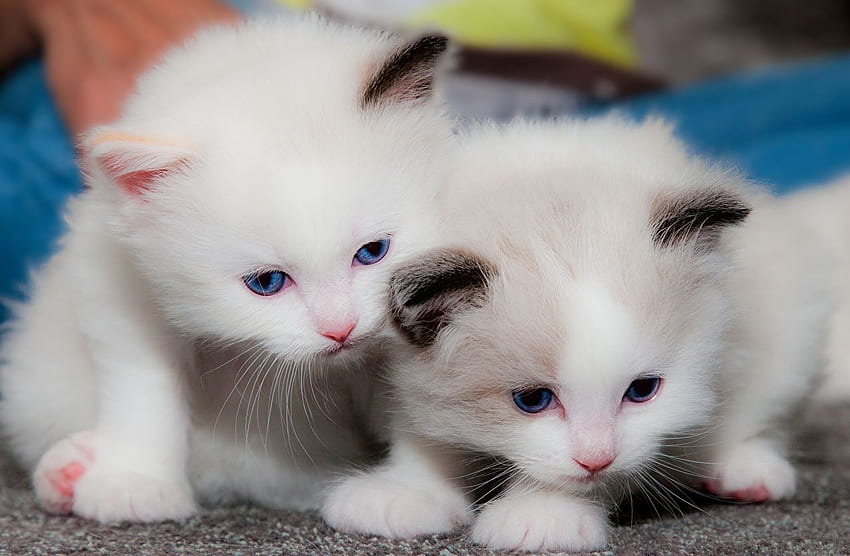 Kitty cat cat Two White Animals, Two Cats HD wallpaper | Pxfuel