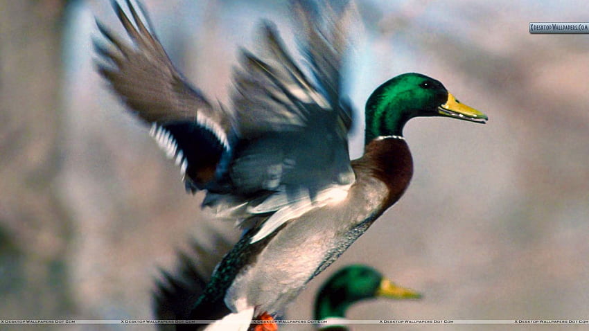 Mallard Ducks, Drake Waterfowl HD wallpaper