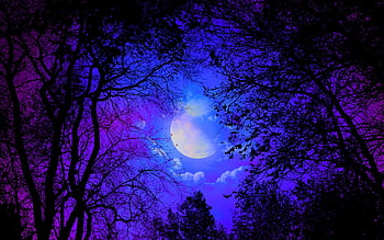 Purple Anime Forest , Dark Purple Forest HD wallpaper | Pxfuel