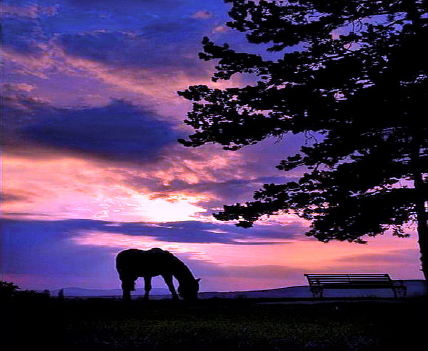 Evening graze, blue, bench, pink, horse, clouds, sky, evening, tree HD wallpaper