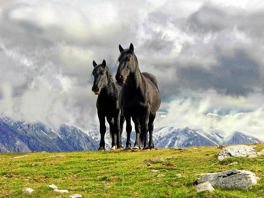 Wild Horses, cool, horses, wild HD wallpaper