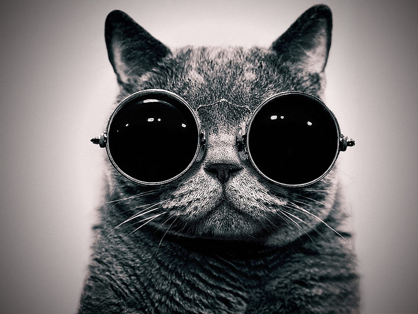 I can see you now!, cats, funny, sunglasses, animals HD wallpaper