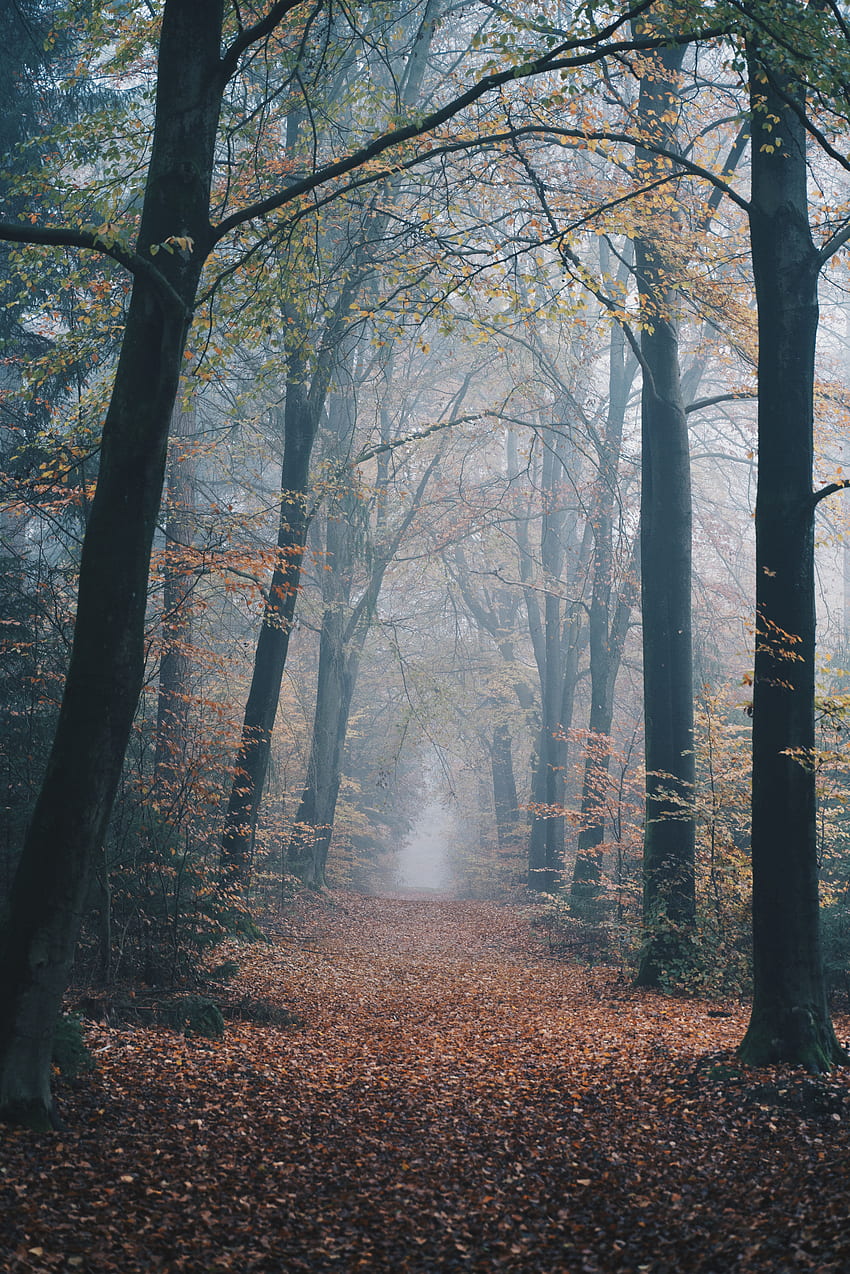 Nature, Autumn, Forest, Fog, Path HD phone wallpaper