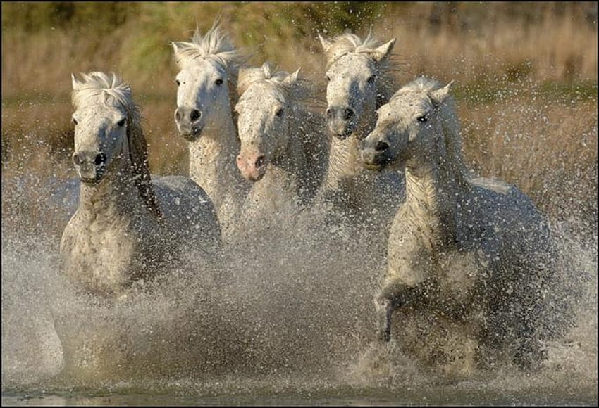 Wild White Horses, gregge, steppa, cavalli, cavallo, bianco, selvaggio, acqua Sfondo HD