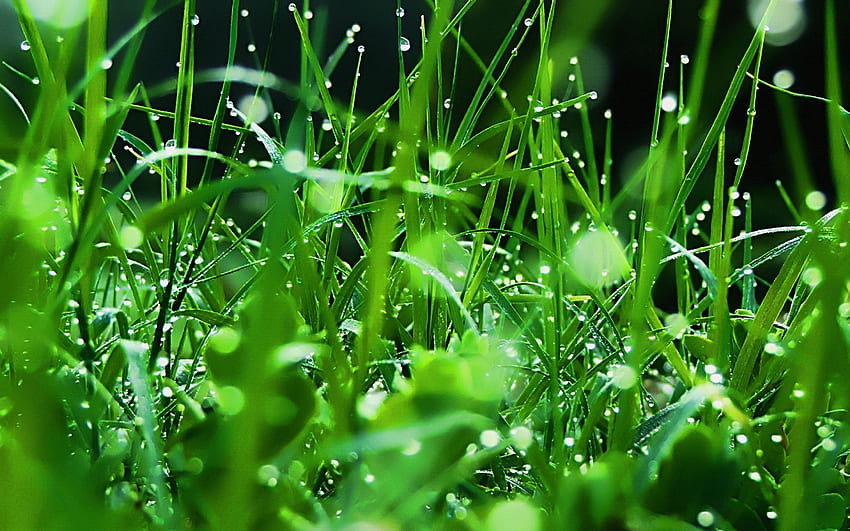 Nature, Grass, Drops, Freshness, Dew HD wallpaper