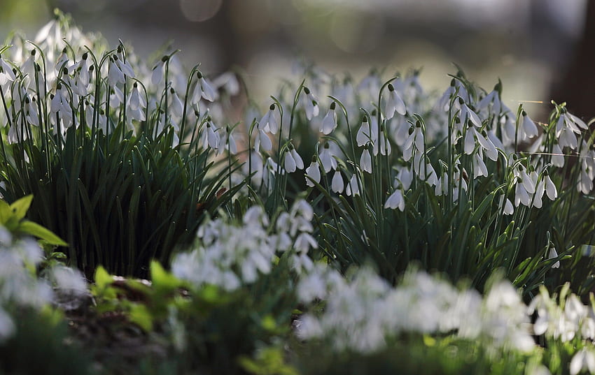 Perce-neige, blanc, nature, printemps Fond d'écran HD