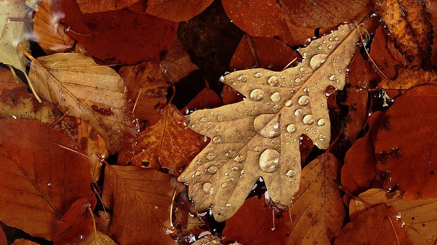 秋, 葉, 滴, マクロ, 水分, 乾燥 高画質の壁紙