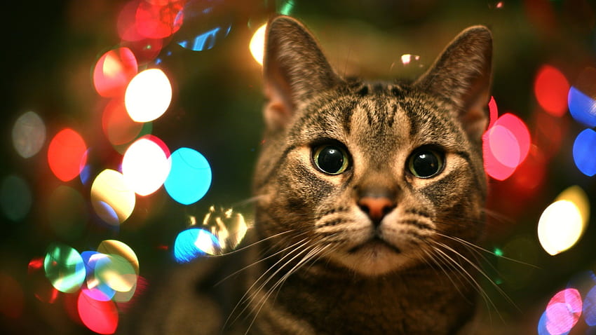 christmas lights cat wallpaper