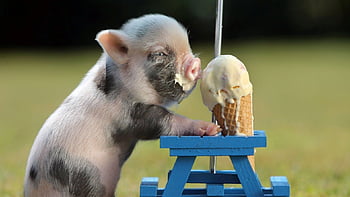 Wallpaper toys blanket cute pigs images for desktop section разное   download