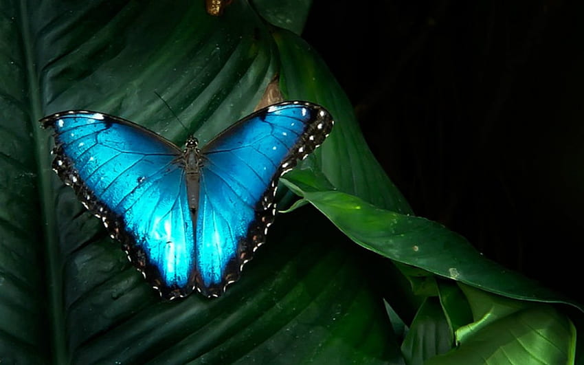 Butterfly, blue, wings, leaf HD wallpaper