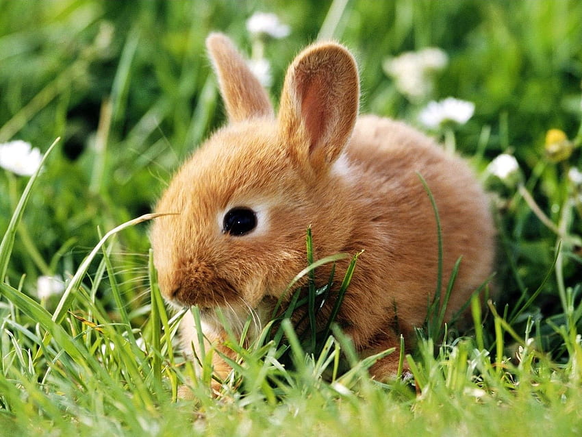 สัตว์, หญ้า, หู, ไต่, กระต่าย วอลล์เปเปอร์ HD