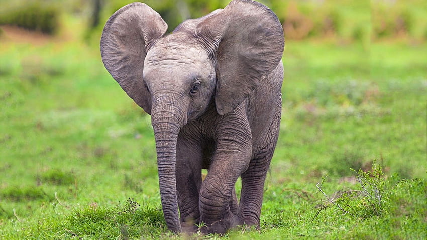 Cute Elephant , Baby Elephant Dark HD wallpaper