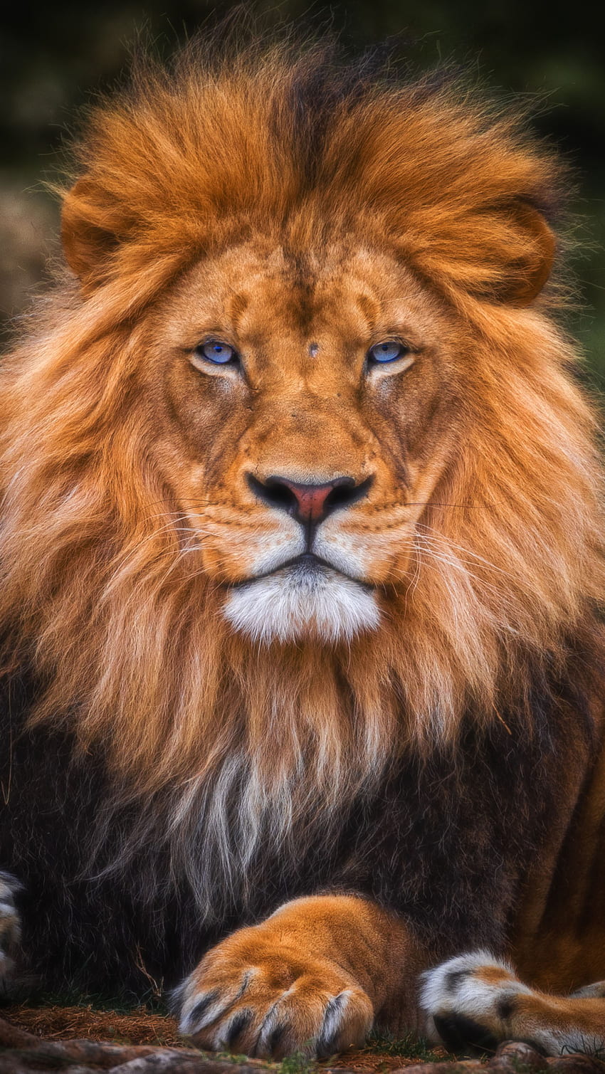 Rey león, bosque, naturaleza, animales. fondo de pantalla del teléfono