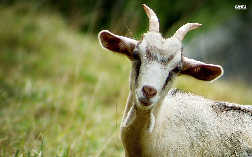 cute goats smiling