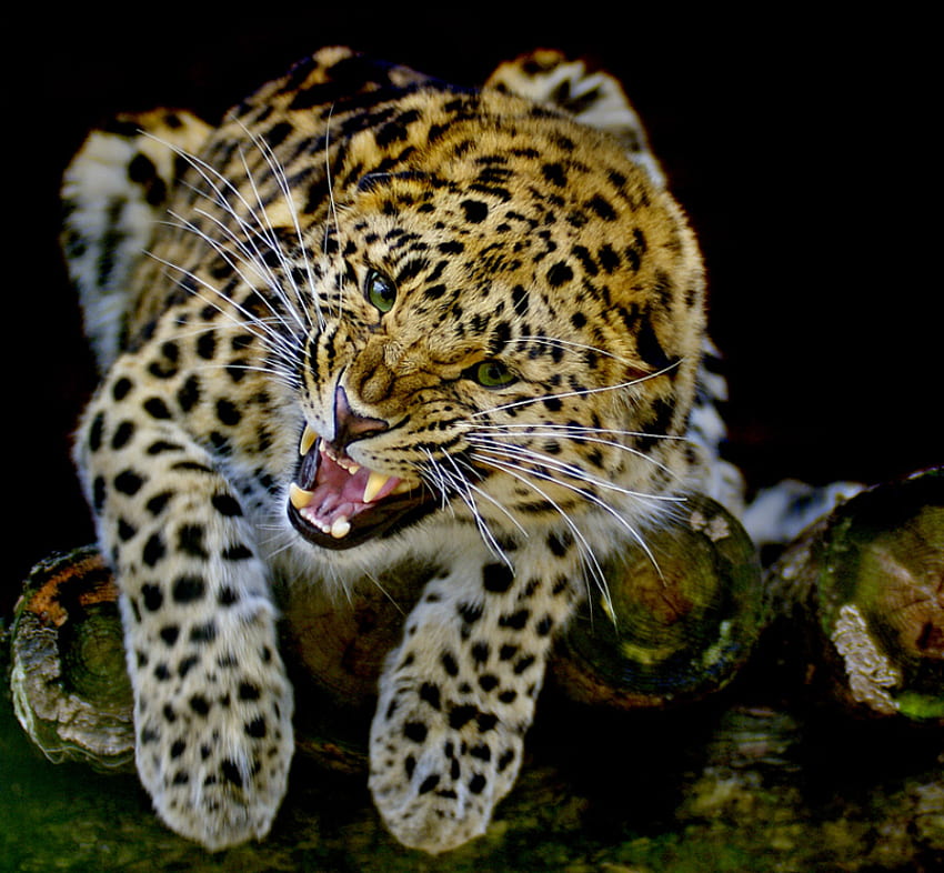 KNURRENDER LEOPARD, große Katzen, Leoparden, wild lebende Tiere, Knurren, Katze HD-Hintergrundbild