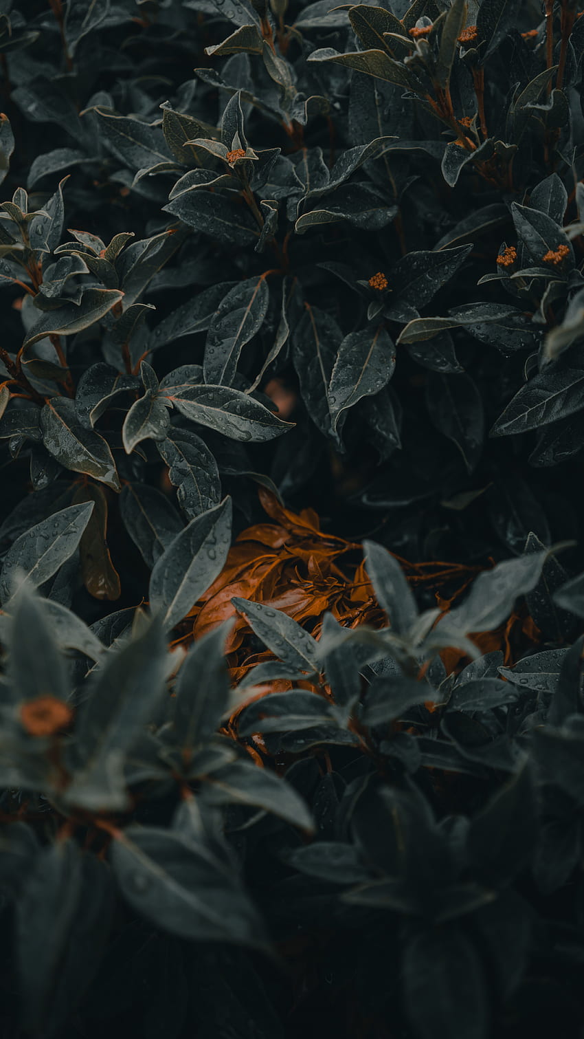 Leaves, Plant, Macro, Wet HD phone wallpaper