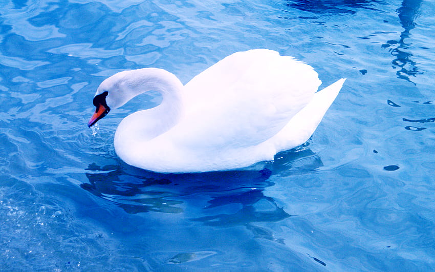 A magnificent Swan, blue, bird, swan, beautiful, water HD wallpaper