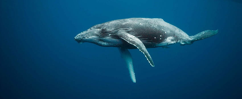 WHALE ปลาวาฬจับปลาใต้ท้องทะเลและสัตว์ทะเล . 918834 วอลล์เปเปอร์ HD