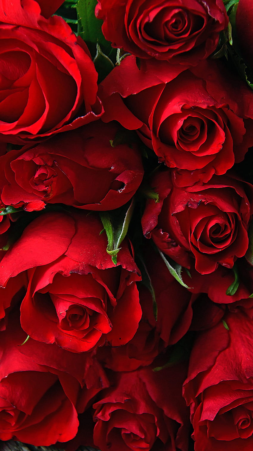Red Rose Bed, date, love, valentine, , iphone, rose-bed HD phone wallpaper  | Pxfuel