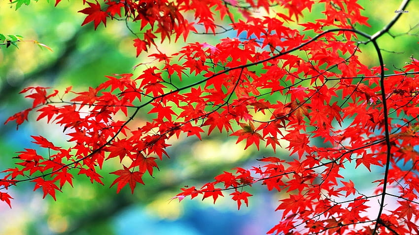 Ağaçtaki Güzel Kırmızı Yapraklar [1920 x 1080] : HD duvar kağıdı