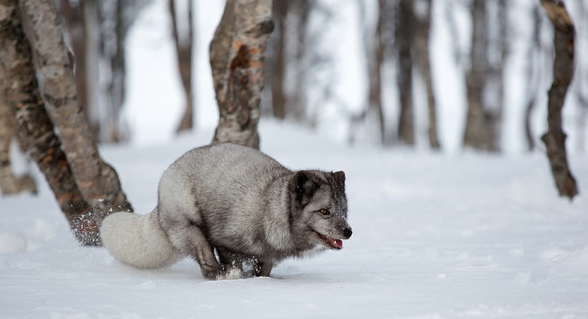 Animals, Arctic Fox, Run, Running, Blue Arctic Fox, Blue Fox HD wallpaper
