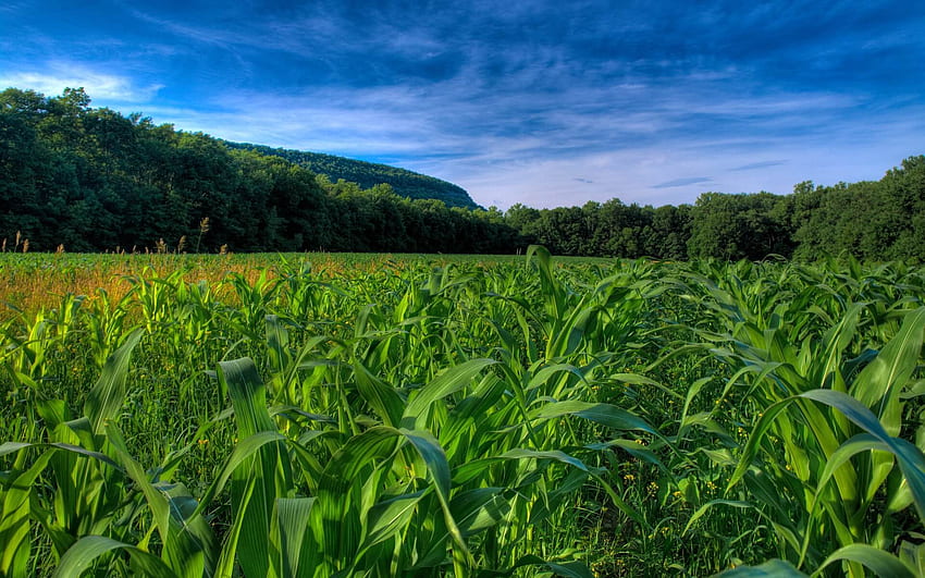 Republicans and Democrats agree: Modern agriculture is, Sustainability HD wallpaper