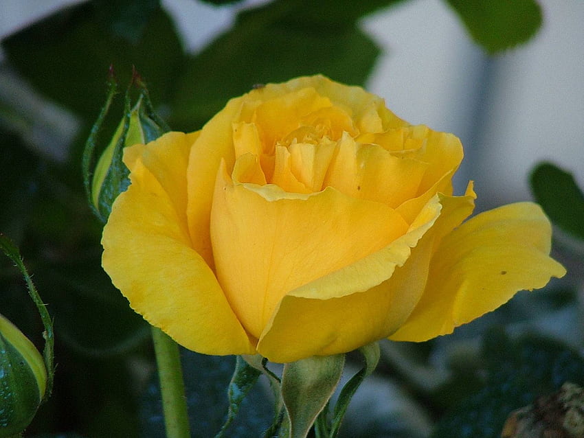 ゴージャスな黄色いバラ、バラ、日、茎、花びら、黄色、花、緑、自然 高画質の壁紙