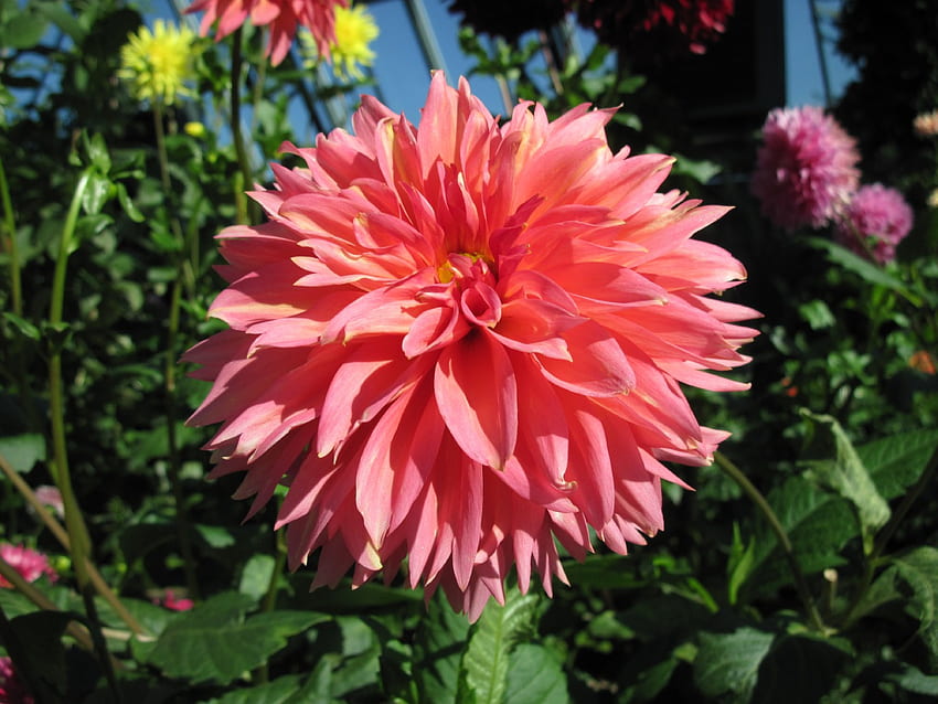 A perfect day at Edmonton garden 10, graphy, garden, Dahlia, orange, pink, green, yellow, red, Flowers HD wallpaper