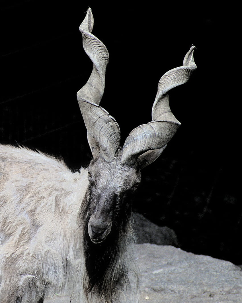 Markhor. A wild goat from Afghanistan Pakistan area shot HD phone wallpaper