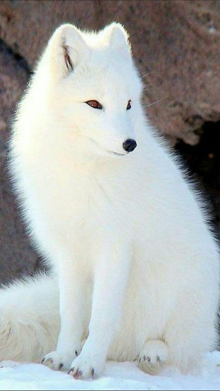 Meus pinta salvos in 2020. Animals, Pet fox, Cute animals, Cute White Fox HD phone wallpaper